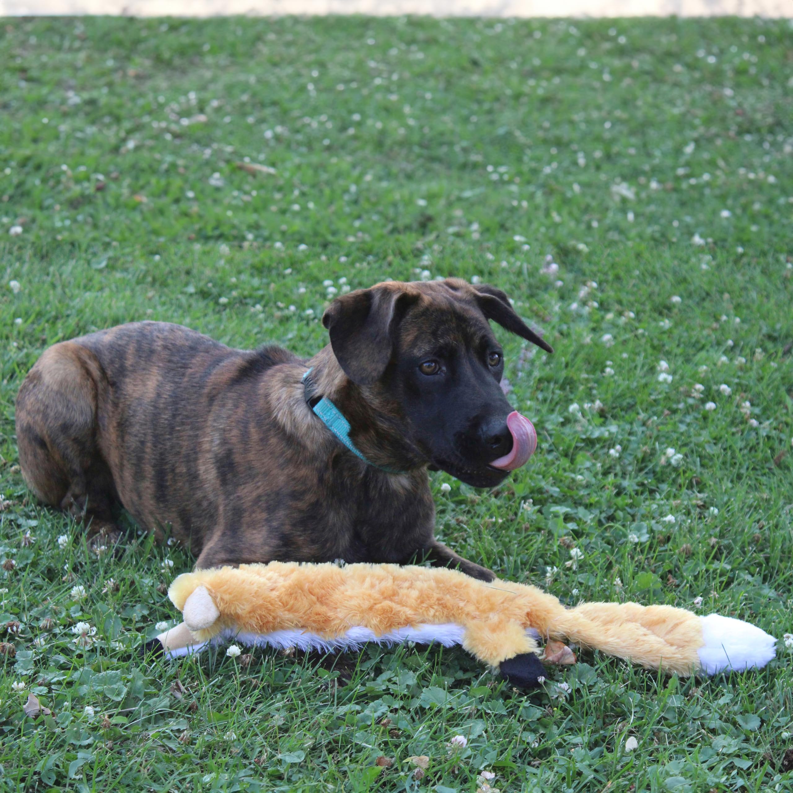 Foto 4 pulgar | Juguete Para Perros Spot Skinneeez Extreme Quilted Fox Durable 23 Pulgadas - Venta Internacional.