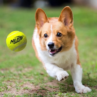 Foto 4 | Lanzador De Pelotas De Tenis Nerf Dog Compact Con 3 Pelotas Translúcidas - Venta Internacional.