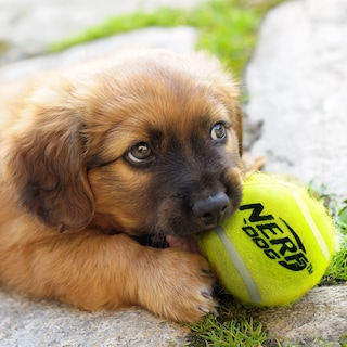 Foto 5 | Lanzador De Pelotas De Tenis Nerf Dog Compact Con 3 Pelotas Translúcidas - Venta Internacional.