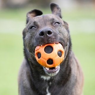 Foto 2 | Juguete Para Perros Nerf Bash Crunch Ball, Tamaño Grande, Naranja - Venta Internacional.