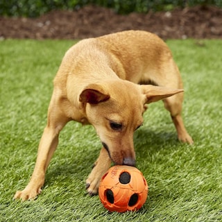 Foto 5 | Juguete Para Perros Nerf Bash Crunch Ball, Tamaño Grande, Naranja - Venta Internacional.