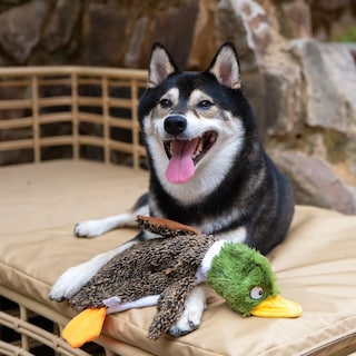 Foto 6 | Juguete Para Perros Best Pet Supplies 2 En 1, Sin Relleno, Con Forma De Pato Salvaje Chirriante - Venta Internacional.
