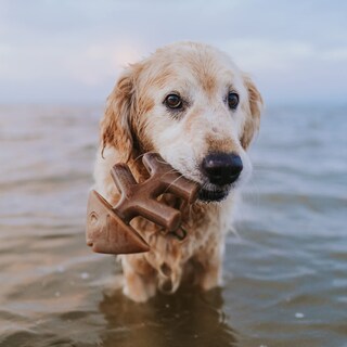 Foto 4 | Juguetes Masticables Para Perros Benebone Fishbone/wishbone, Paquete De 2 Unidades, Tamaño Mediano - Venta Internacion