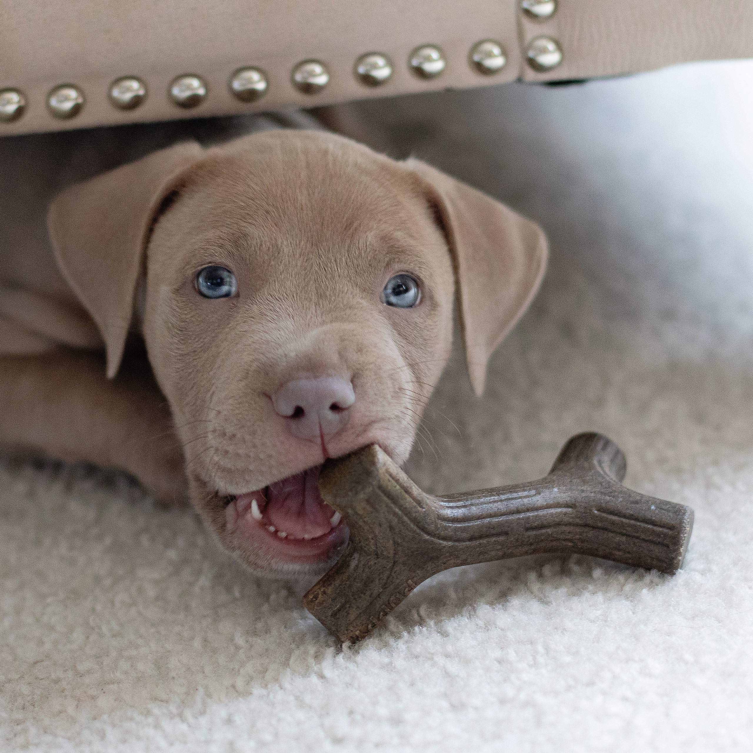 Foto 4 | Juguetes Masticables Para Perros Benebone Puppy, Paquete De 2 Unidades, Maplestick/zaggler - Venta Internacional.