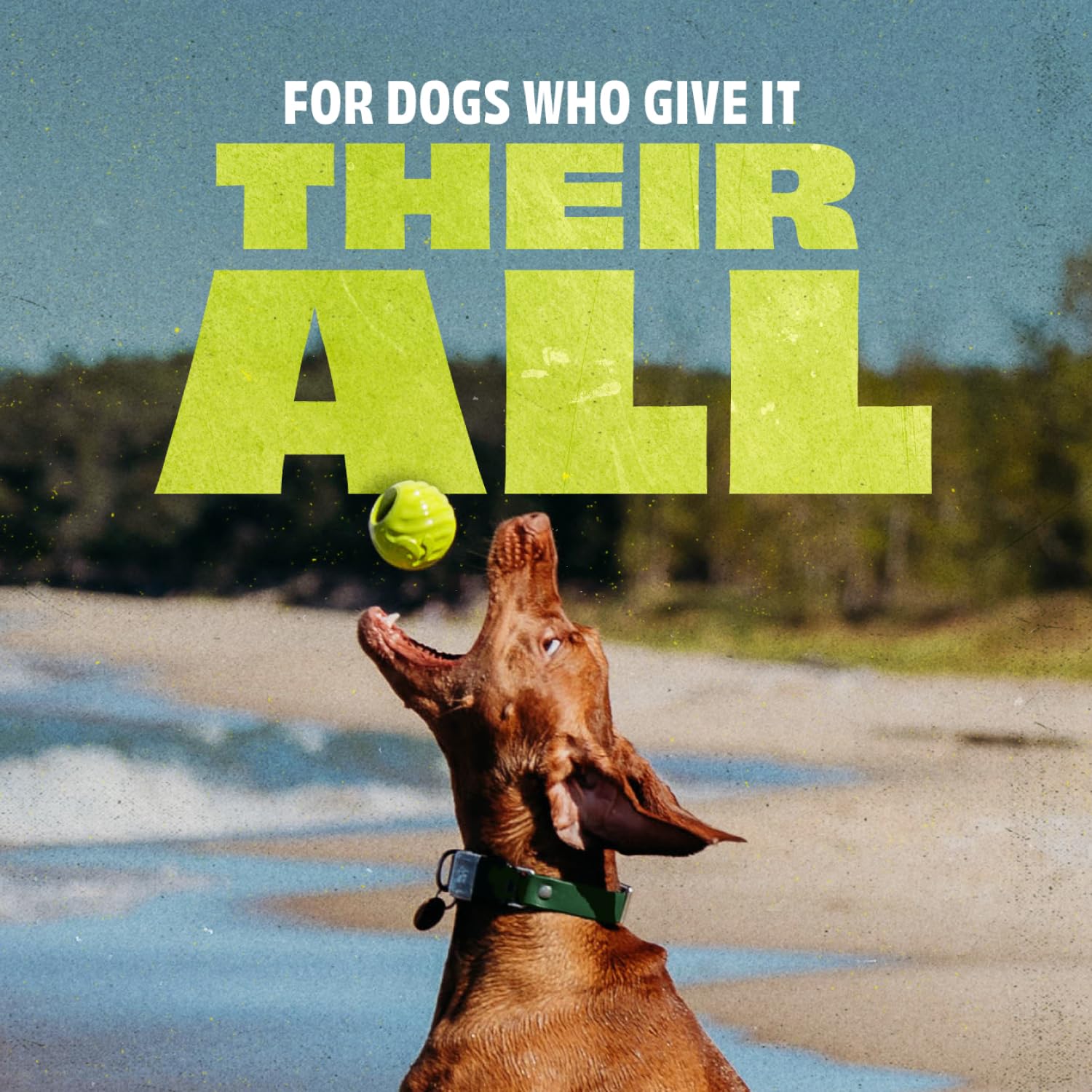 Foto 3 pulgar | Pelota Para Perros Benebone De Caucho Natural - Venta Internacional.