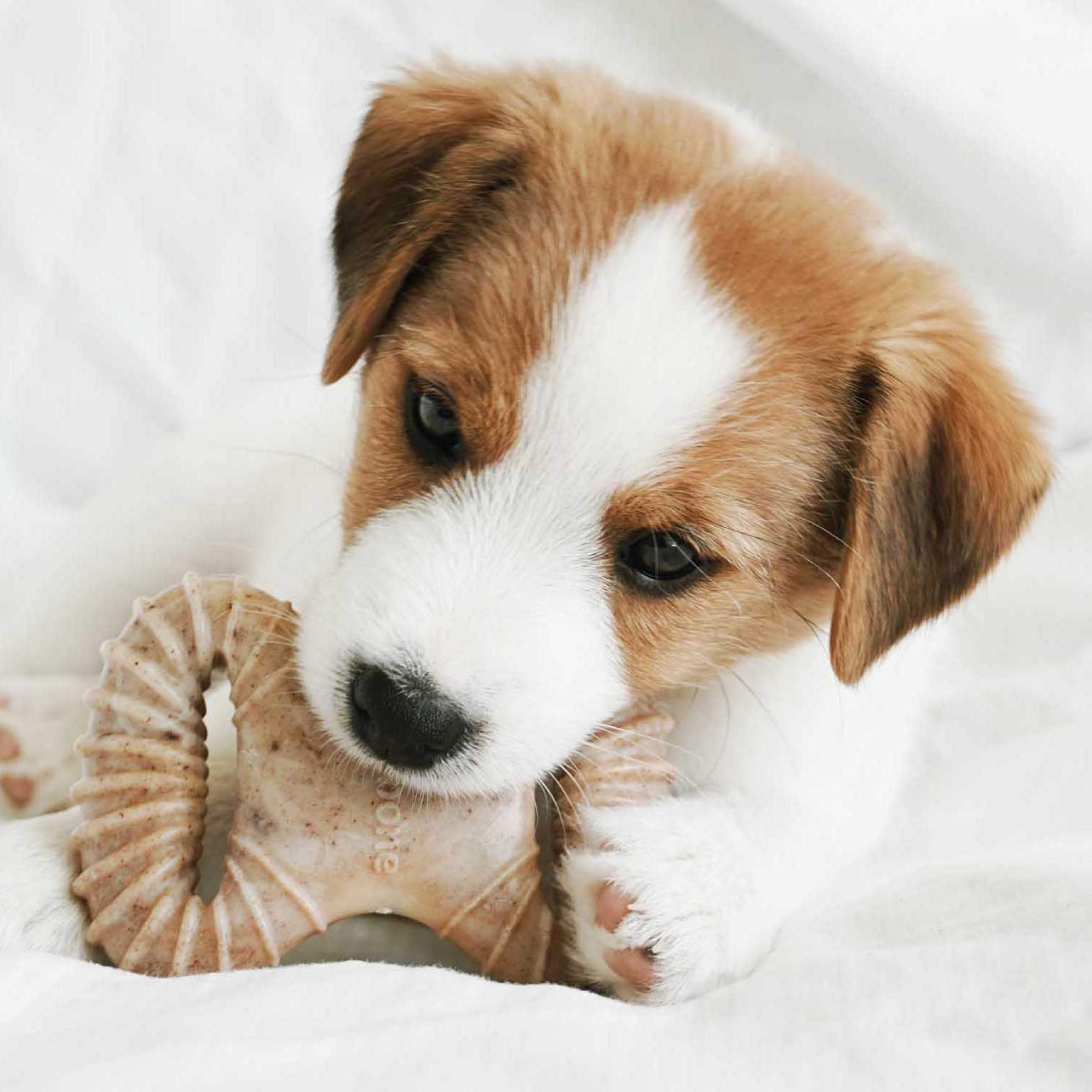 Foto 5 pulgar | Chew Toys Benebone Puppy, Paquete De 2 Unidades, Masticable Y Espoleta Dental Para Perro - Venta Internacional.