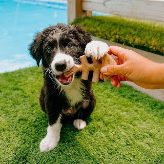 Foto 4 | Juguetes Masticables Para Perros Benebone Puppy Holiday, Paquete De 4, Fabricados En Ee. Uu. - Venta Internacional.