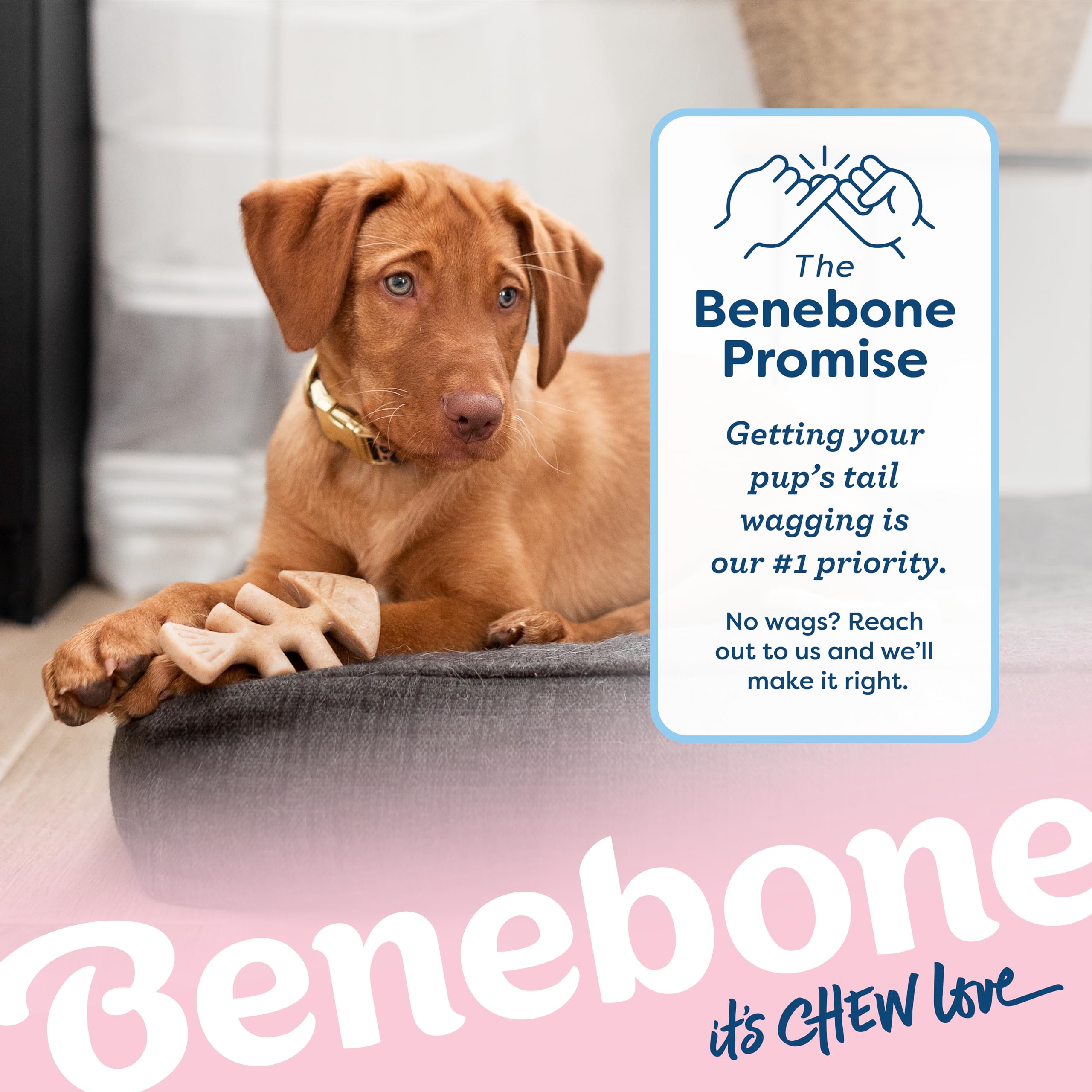 Foto 6 | Juguete Masticable Para Perros Benebone Puppy Fishbone, Más Suave Para Masticadores Modestos - Venta Internacional.