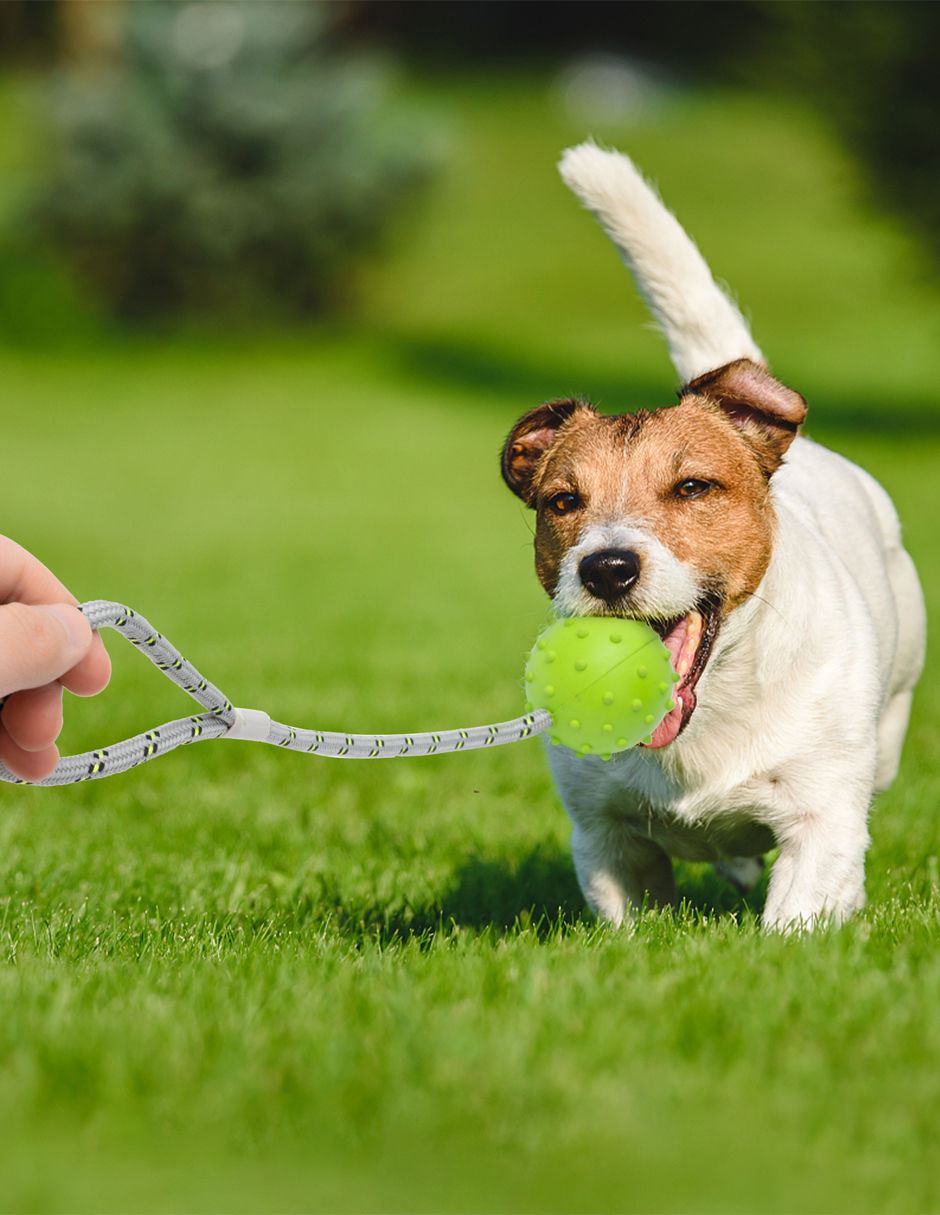 Foto 4 pulgar | Cuerda con Pelota Pet Religion para Mascota