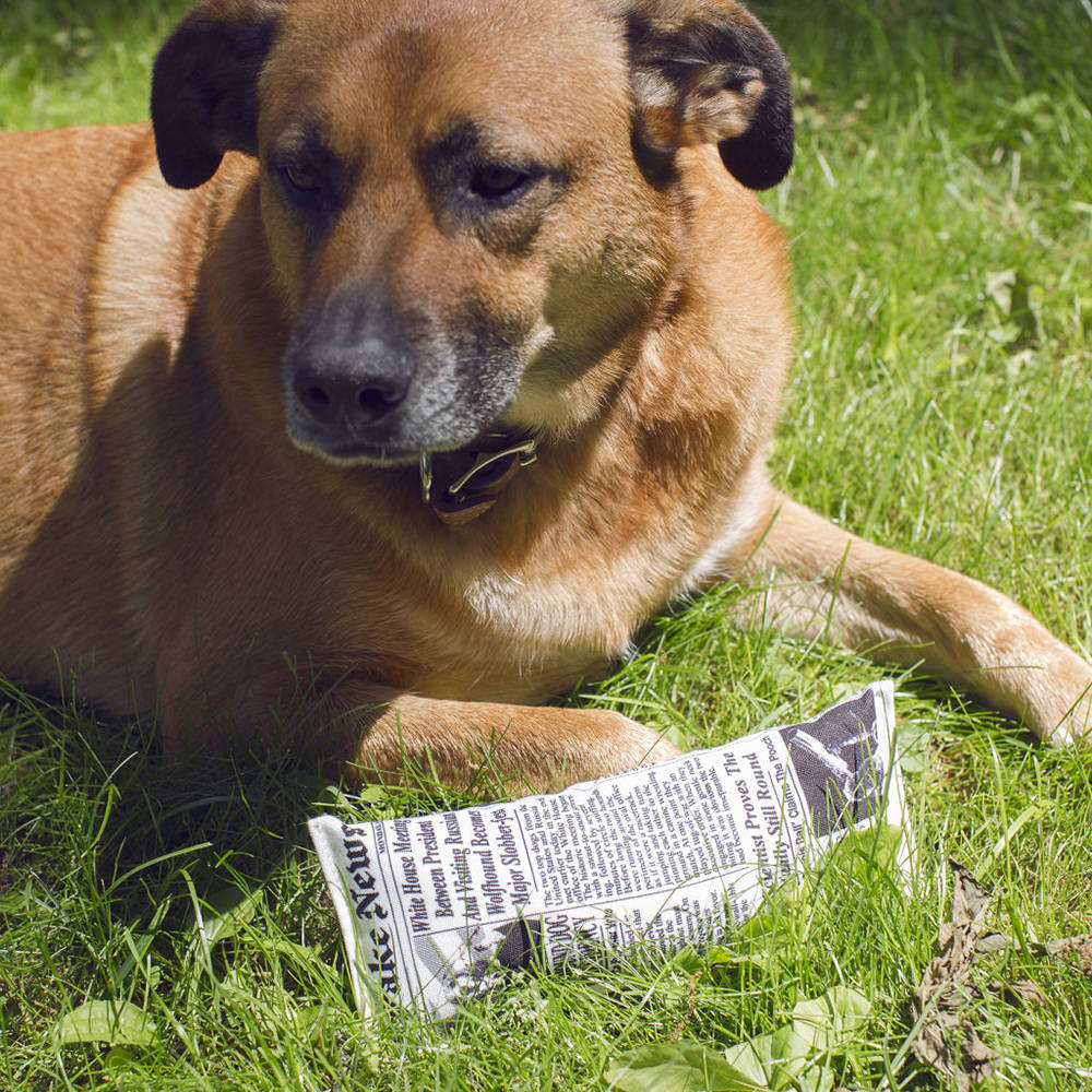 Foto 3 pulgar | Juguete para Perro Noticias Falsas Kikkerland DIG05