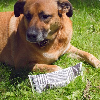 Foto 2 | Juguete para Perro Noticias Falsas Kikkerland DIG05