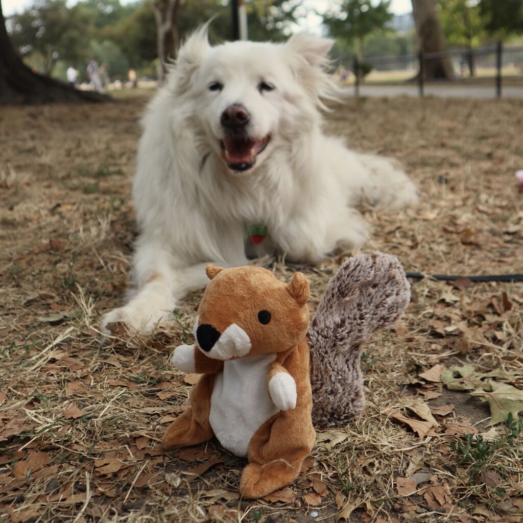 Foto 7 | Juguete 2 en 1 Kobe para Perros - Ardilla y Bellota