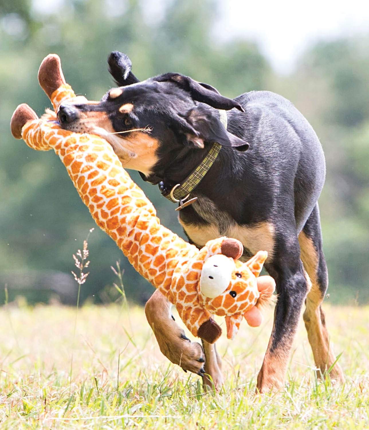 Foto 7 | Juguete Para Perros Outward Hound Longidues Jirafa De Peluche Y Chirriante - Venta Internacional.