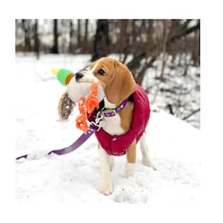 Foto 4 | Peluches Para Perros Juguetes Para Mascota Pato Eo Safe Imports Esi-19560 Multicolor