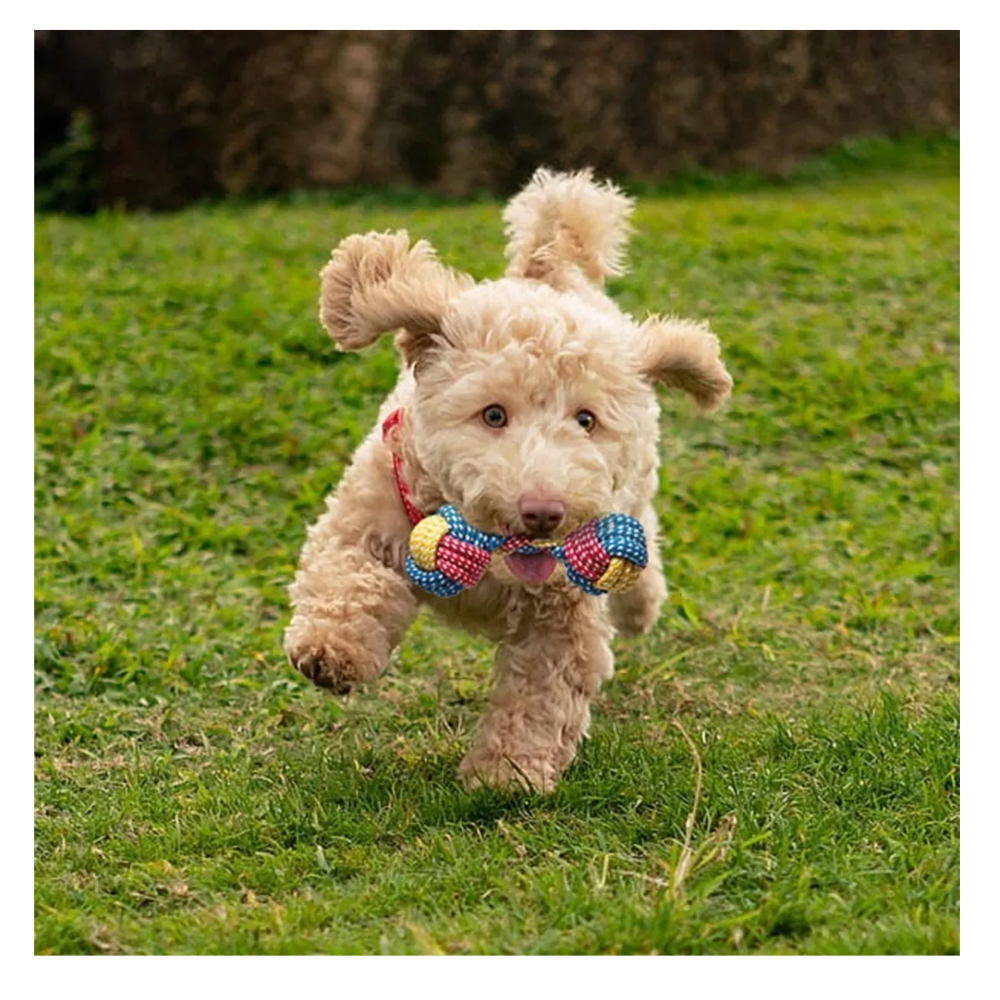 Foto 5 | 7 Piezas Juguetes De Cuerda Para Perro Belug, Colores