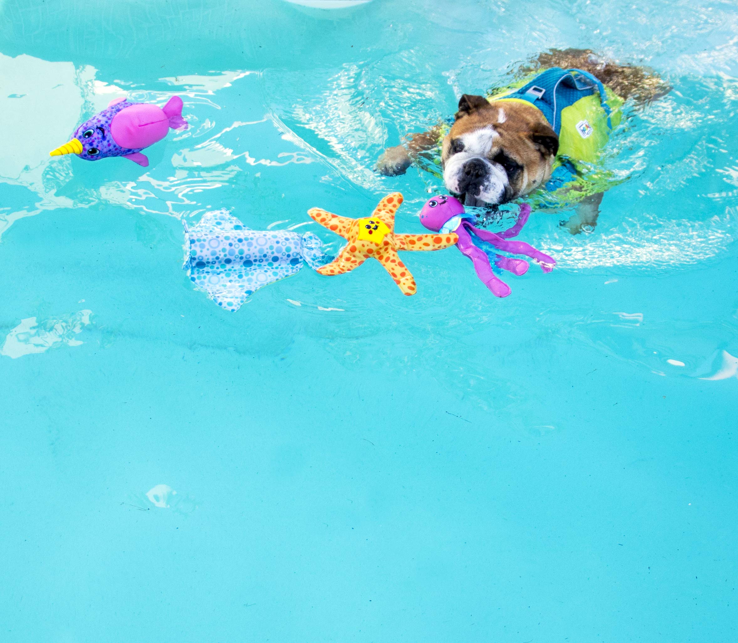 Foto 7 pulgar | Juguete Flotante Interactivo Para Perros Outward Hound Floatiez Turtle - Venta Internacional.