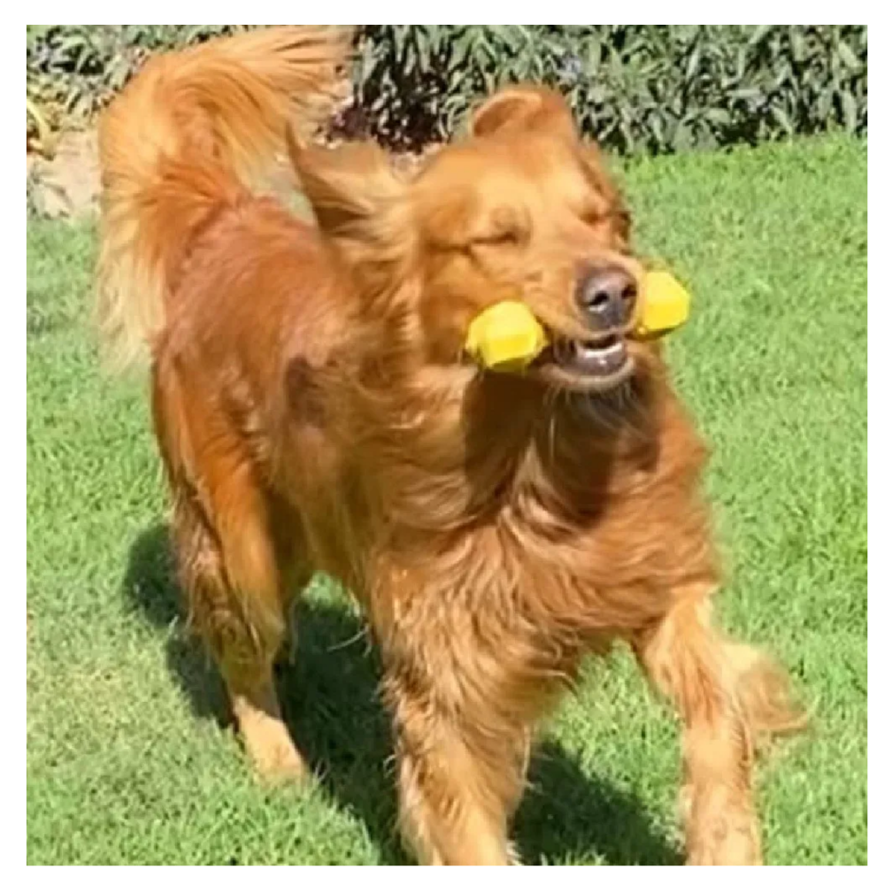 Foto 4 | Hueso De Juguete Para Perros Lab.g,  Amarillo