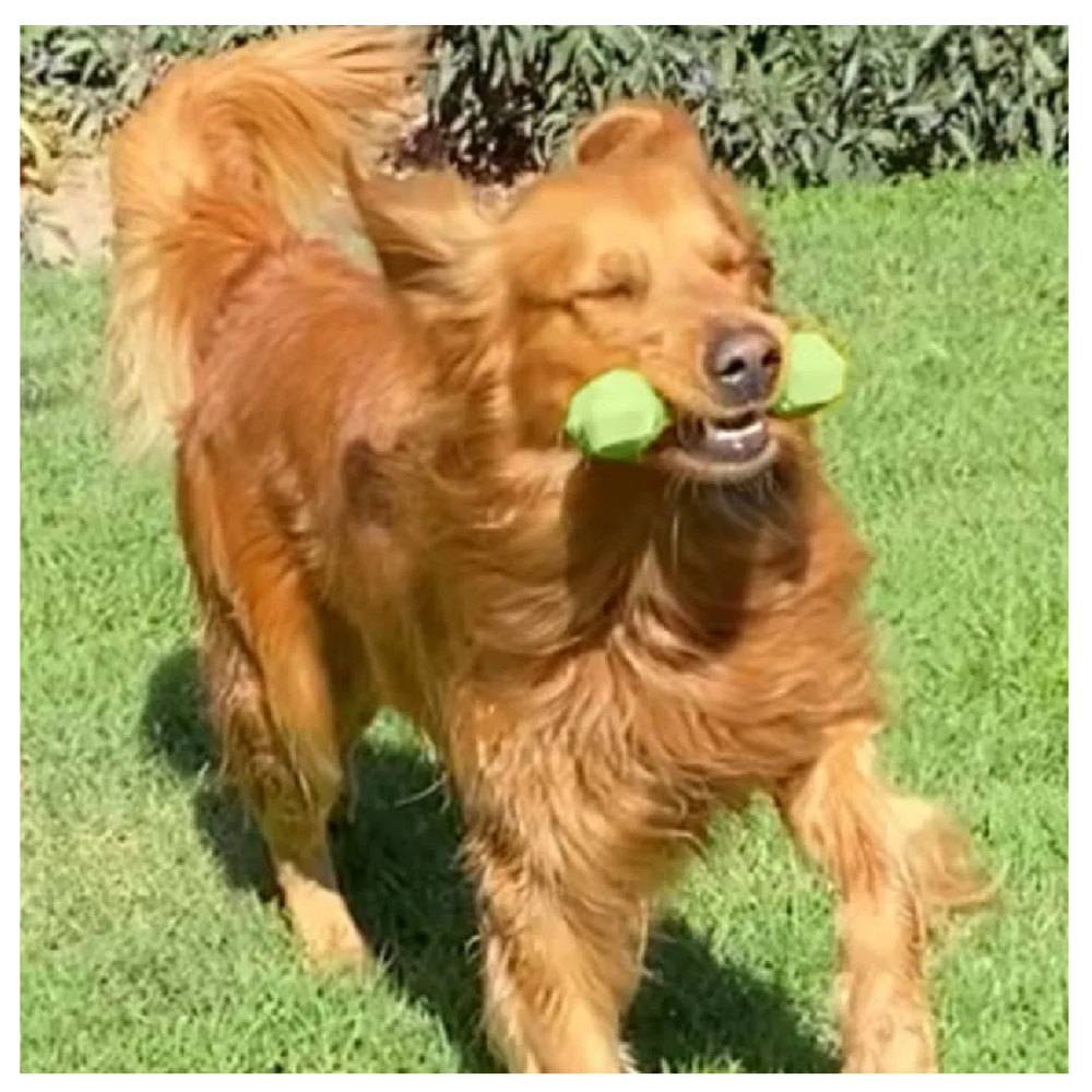 Foto 4 pulgar | Hueso De Juguete Para Perros Lab.g, Verde