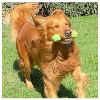 Foto 3 | Hueso De Juguete Para Perros Lab.g, Verde