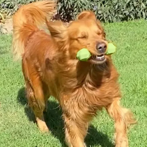 Foto 4 pulgar | Perrísimo Hueso De Juguete De Hule Resistente Para Perros