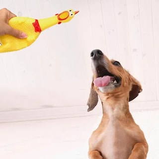 Foto 4 | Pack 3 Pollos Xtellar Goma Amarillos Juguetes Duraderos Para Perros