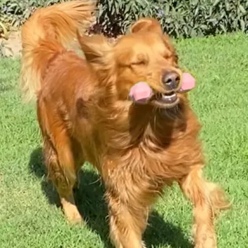 Foto 3 | Perrísimo Hueso Xtellar  De Juguete De Hule Resistente Para Perros