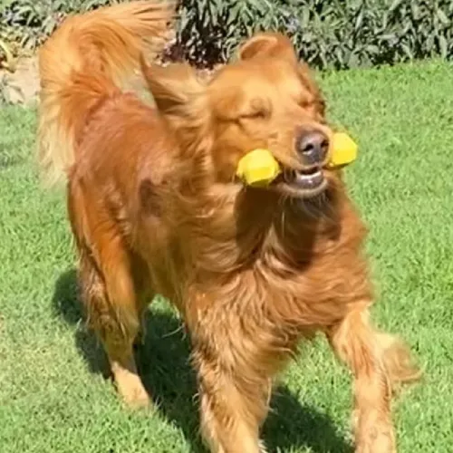 Foto 4 pulgar | Juguete para Morder para Perro Xtellar