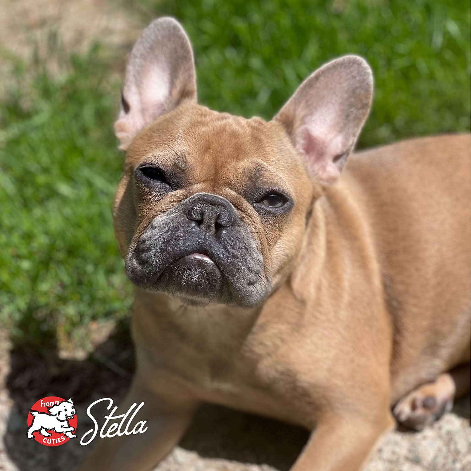 Foto 6 pulgar | Alimento Seco Para Perros Fromm Small Breed Adult Gold Chicken, 6,8 Kg - Venta Internacional.