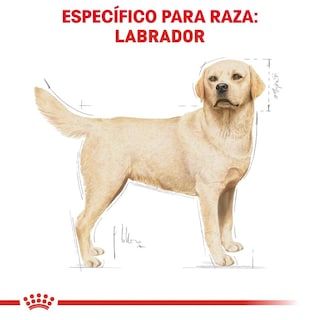 Foto 3 | Royal Canin Bhn Labrador Retriever 7.72 Kg Original Sellado