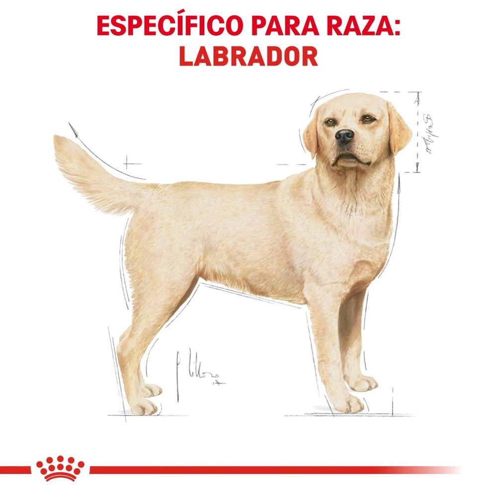 Foto 4 pulgar | Royal Canin Bhn Labrador Retriever 13.6 Kg Original Sellado