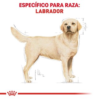 Foto 3 | Royal Canin Bhn Labrador Retriever 13.6 Kg Original Sellado