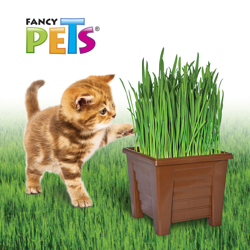 Foto 4 | Pasto 100% Natural para Gatos y Pequeños Roedores Fancy Pets con Maceta