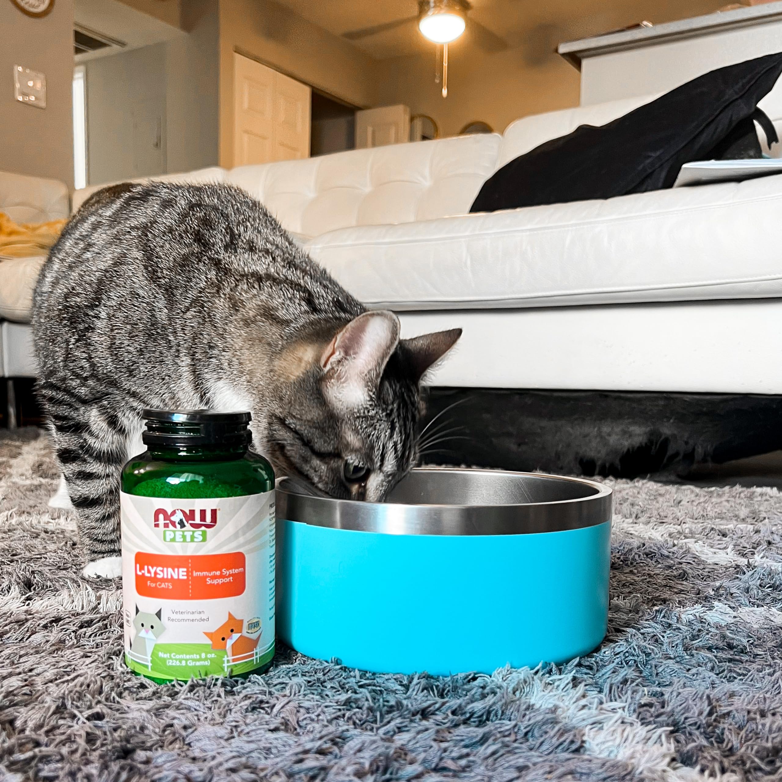 Foto 7 pulgar | Polvo De L-lisina Supplement Now Pet Health Para Gatos, 240 Ml - Venta Internacional.