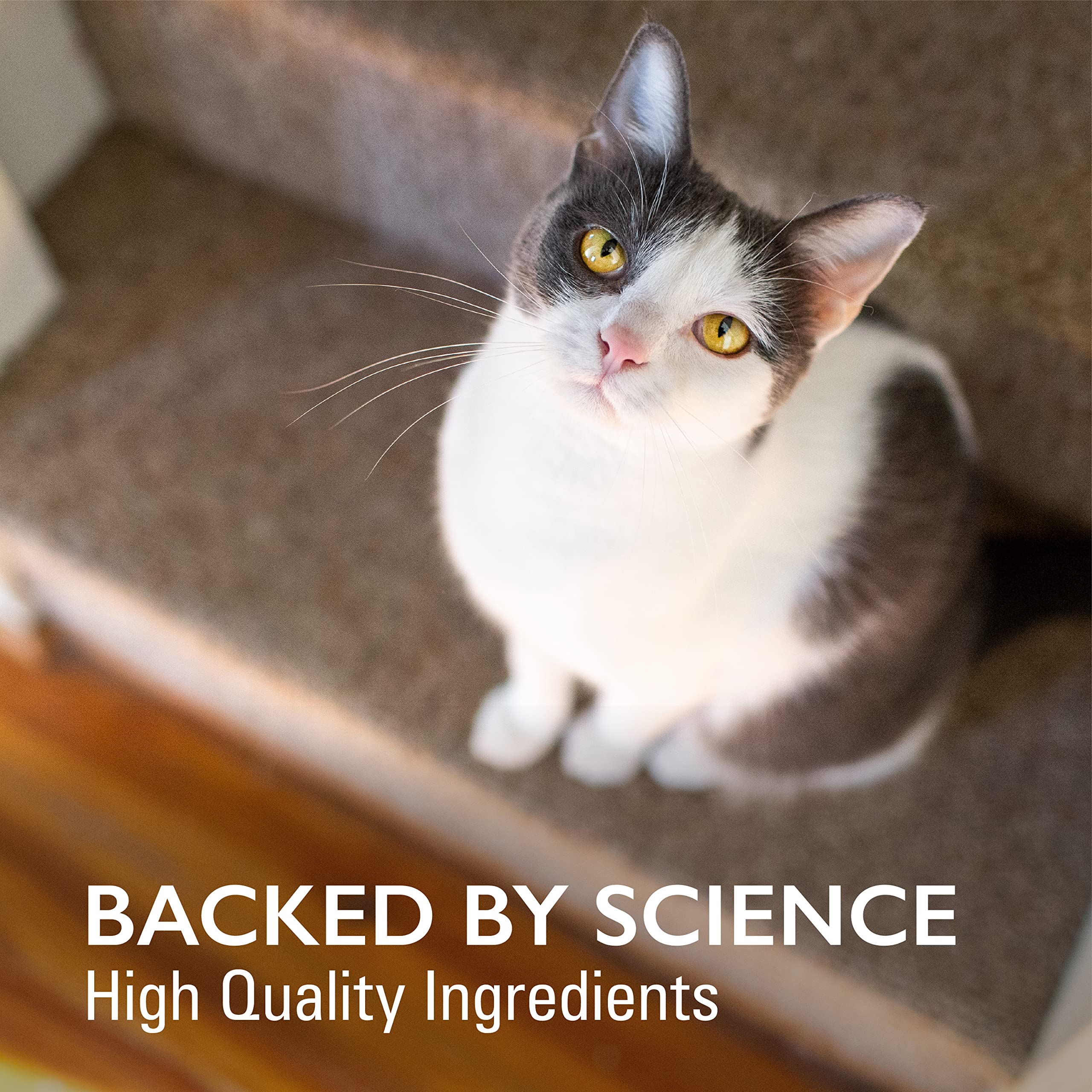 Foto 4 | Suplemento Nutramax Imuquin Immune Health Para Gatos  30 Paquetes - Venta Internacional.