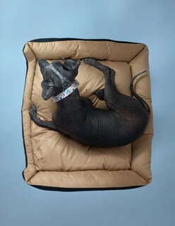 Foto 8 | Cama Rectangular De Lujo Lunics Grande Color Miel