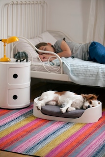 Foto 4 | Casa, Transportadora Y Camas (3 En 1) Para Mascotas Marca Curver