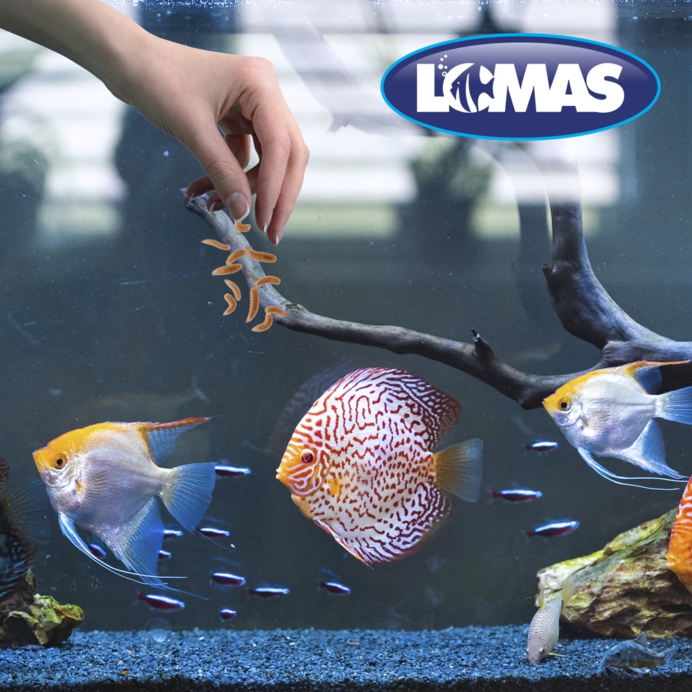 Foto 3 pulgar | Snack Larva de Mosca Soldado para Peces Cíclidos 30g Lomas