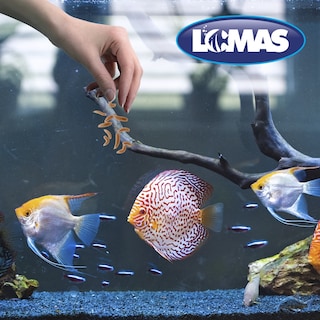 Foto 2 | Snack Larva de Mosca Soldado para Peces Cíclidos 30g Lomas