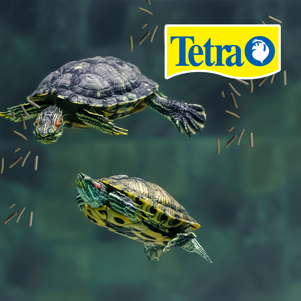 Foto 3 | Tetra Reptomin Floating Sticks Alimento Para Tortugas Y Anfibios Con 1.2 Kilogramos