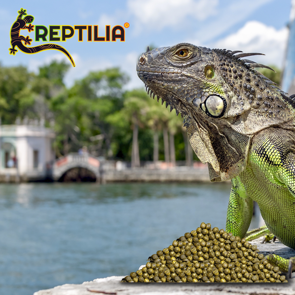 Foto 2 | Reptilia Alimento Para Iguana Juvenil Con 700 Gramos