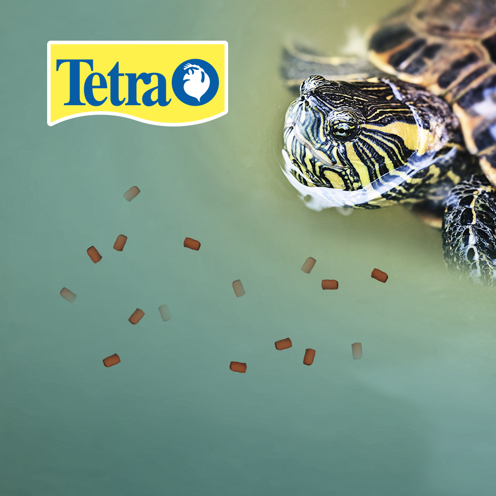 Foto 4 pulgar | Tetra Reptotreat Suprema Complemento Alimienticio Para Tortuga Acuática Y Seminacuática Con 62 Gramos