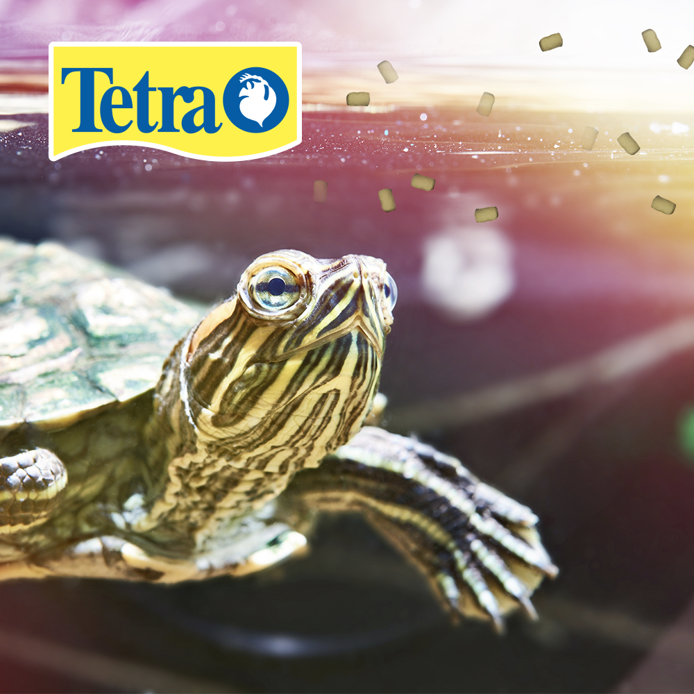Foto 3 pulgar | Tetra Reptomin Pro Alimento Para Tortugas Con 230 Gramos