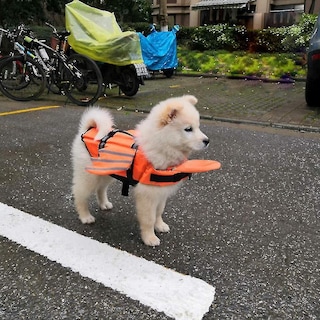 Foto 4 | Chaleco Salvavidas Para Perros Huoguo, Práctico Traje De Baño De Verano Para Perros - Venta Internacional.