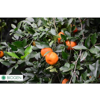 Foto 6 | Fertilizante Orgánico Biogen 1 Litro