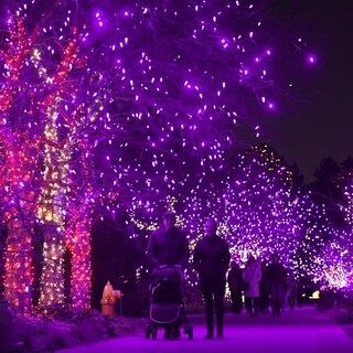 Foto 3 | Cadena de Luces Dazzle Bright Halloween 300 Led 100 Pies Morado - Venta Internacional
