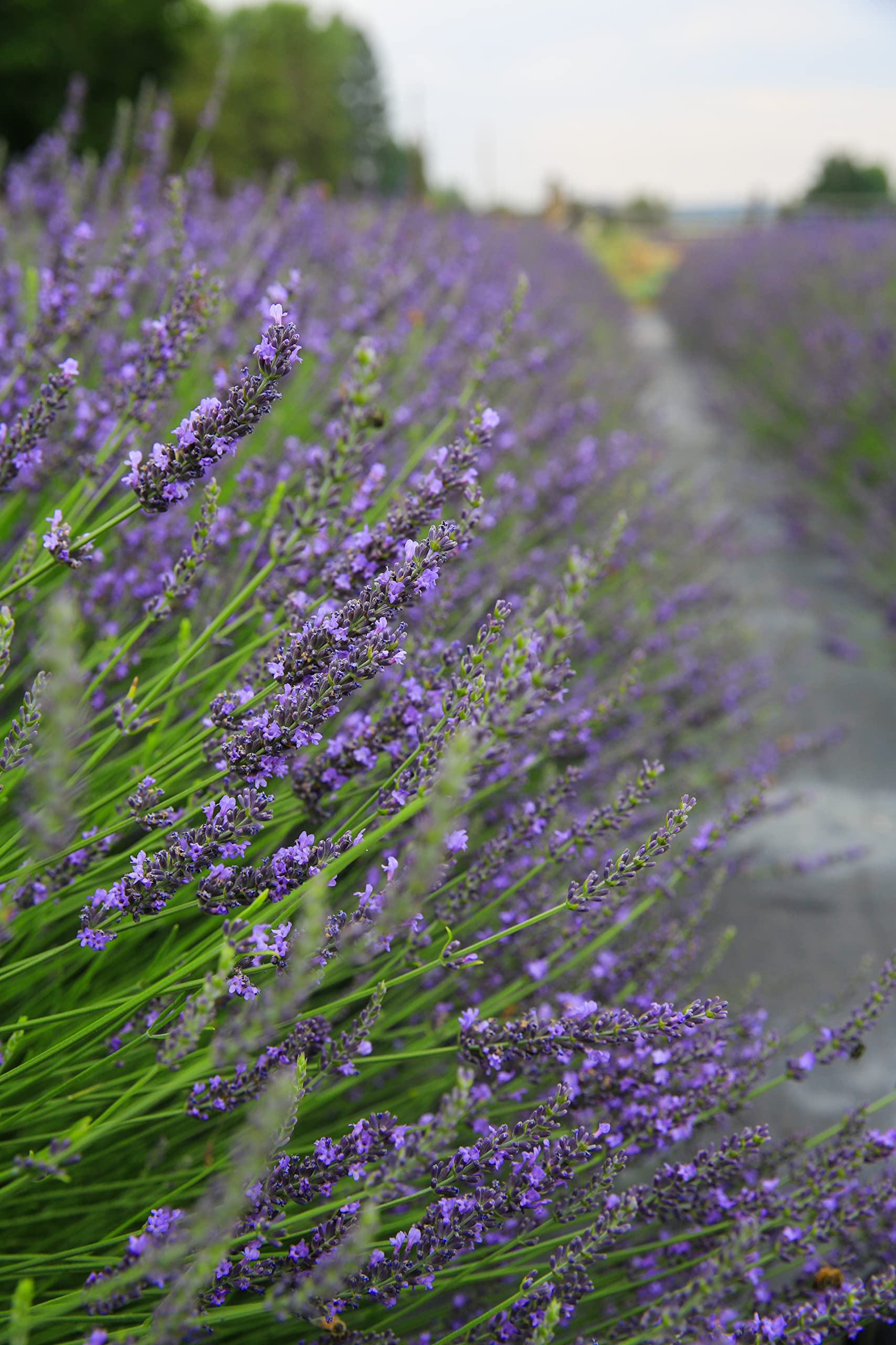 Foto 6 pulgar | Bruma Corporal Victoria's Lavender After Sun, 120 Ml - Venta Internacional.
