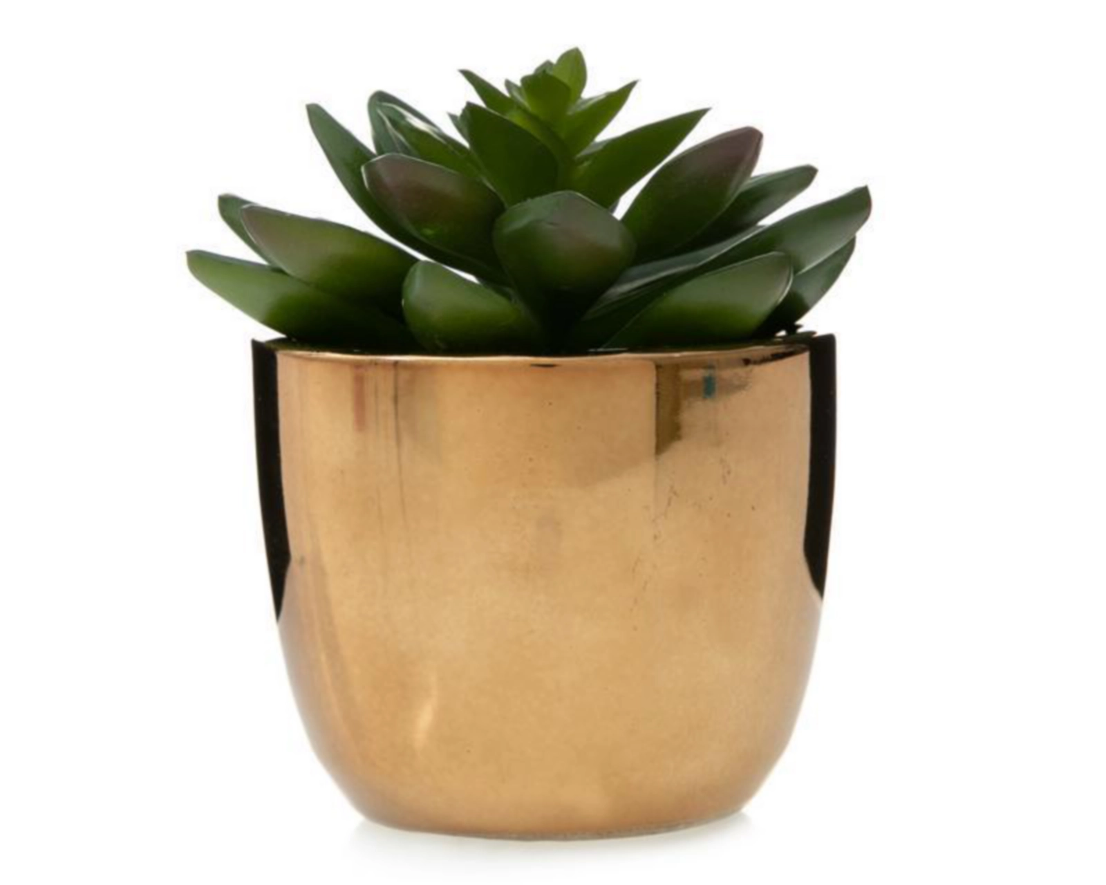 Foto 1 | Planta Decorativa Concepción