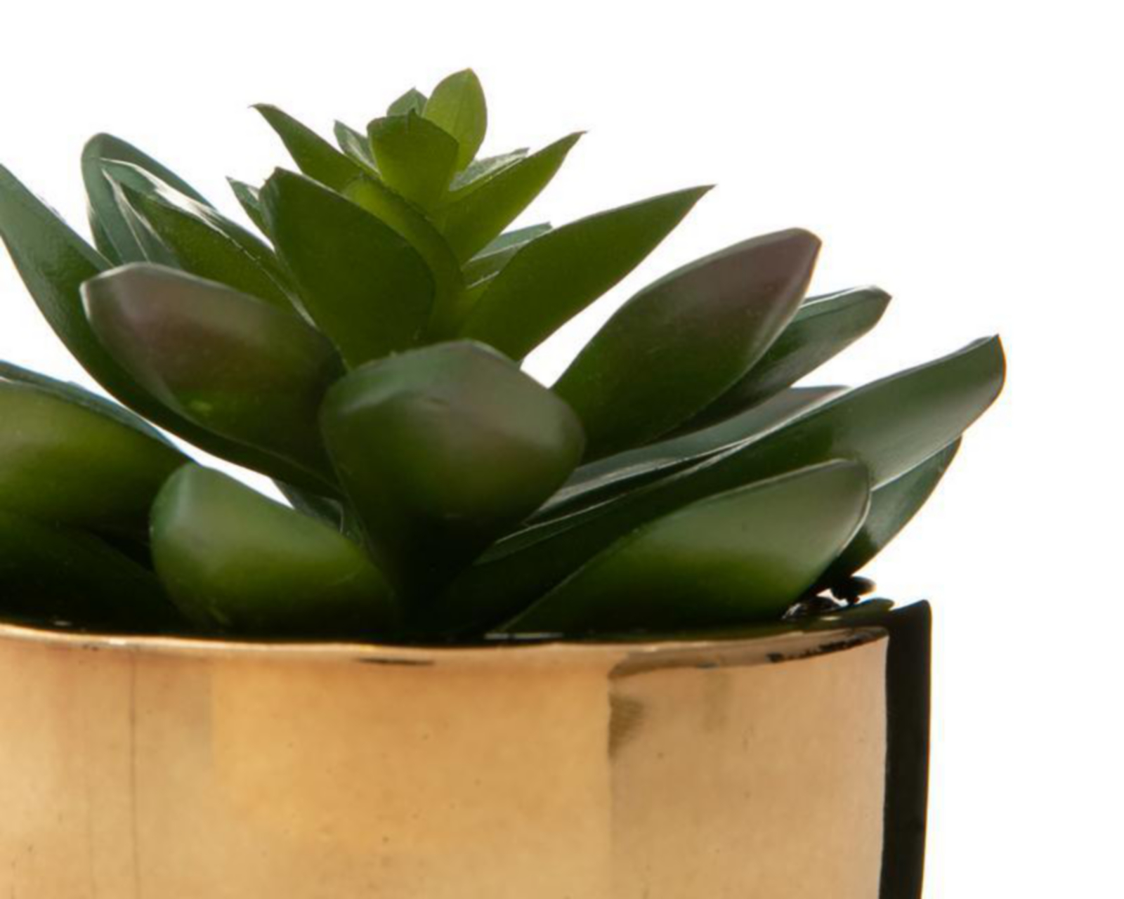 Foto 4 pulgar | Planta Decorativa Concepción