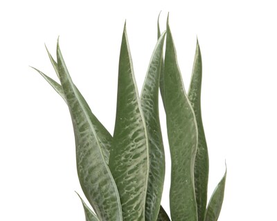 Foto 3 | Planta Artificial con Maceta Starhaus 40 cm