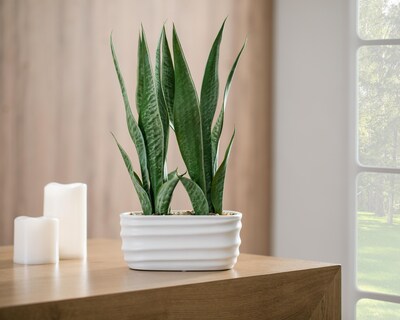Foto 4 | Planta Artificial con Maceta Starhaus 40 cm